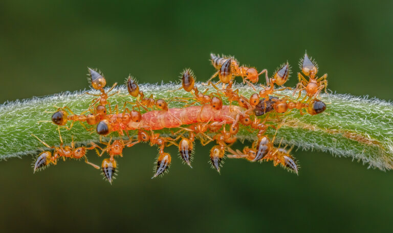 Lim Guek Cheng - Teamwork-4